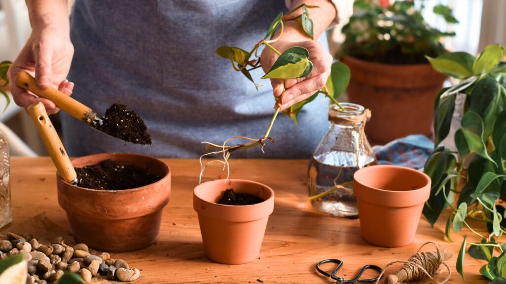 How To Propagate Philodendrons Indoors